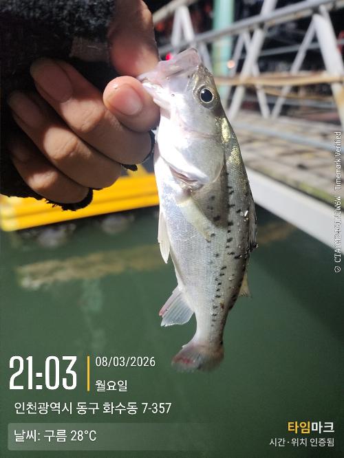 메바루 조과 사진